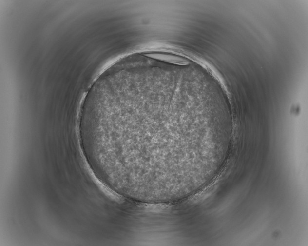 X0000096451429200802211223