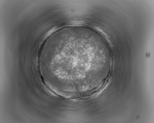 X0000096451449200802211223