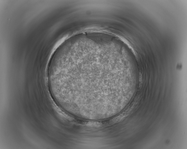 X0000096451466200802211222