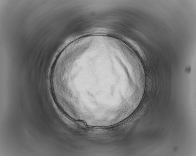 X0000096451475200802211222