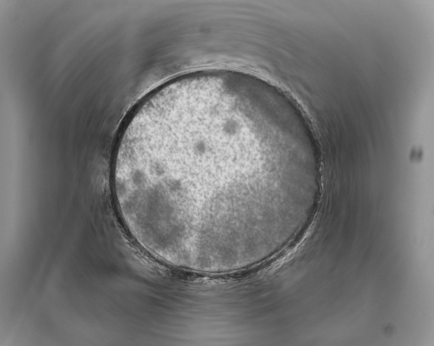 X0000096451505200802211222