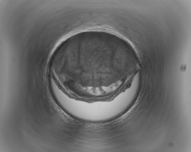 X0000096451506200802211222