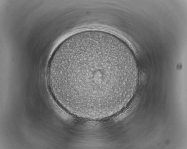 X0000096451514200802211222