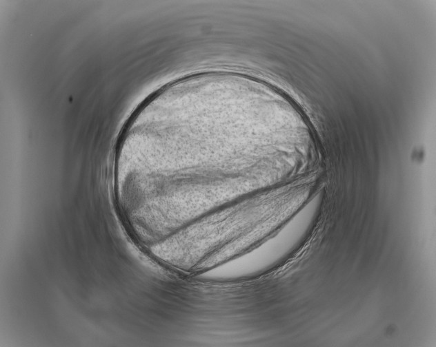 X0000096451515200802211222