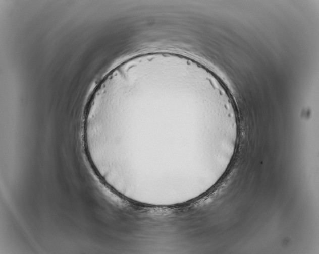 X0000096451525200802211222