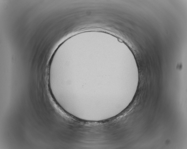 X0000096451526200802211222