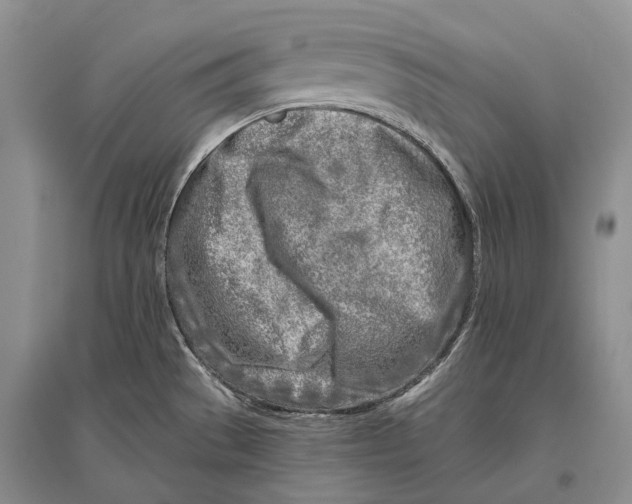 X0000096451529200802211222