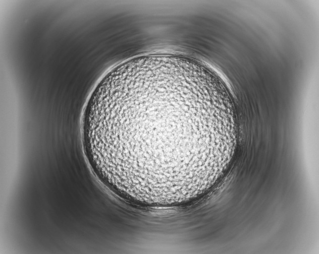 X0000096461483200801241108