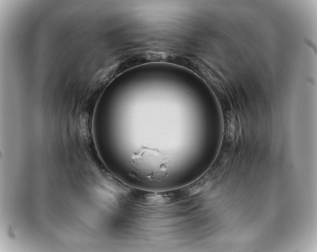 X0000096460616200801241408