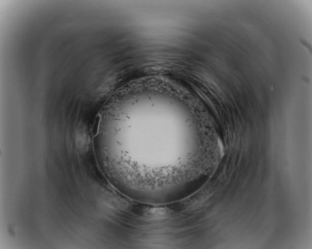 X0000096460324200801311517
