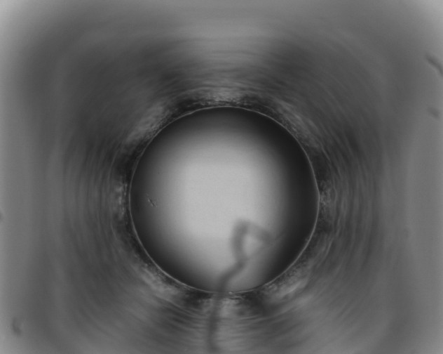 X0000096460462200801311516