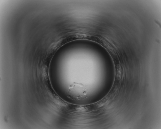 X0000096460616200801311513