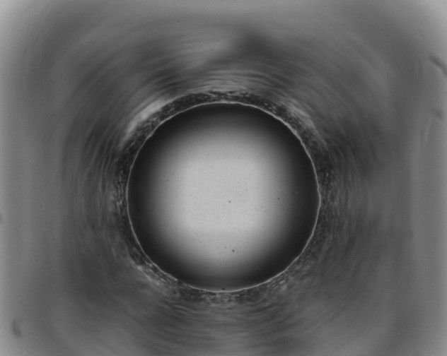 X0000096460920200801311509