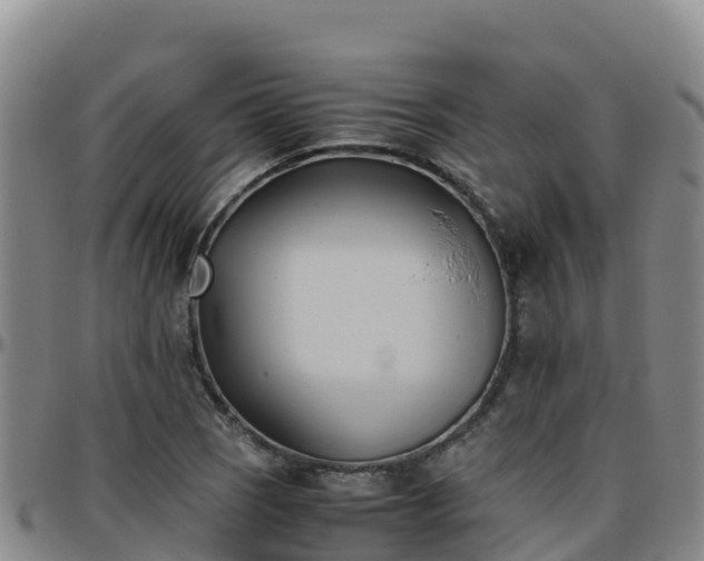 X0000096461121200801311506