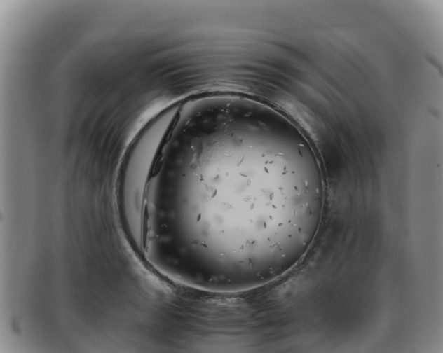 X0000096461133200801311506