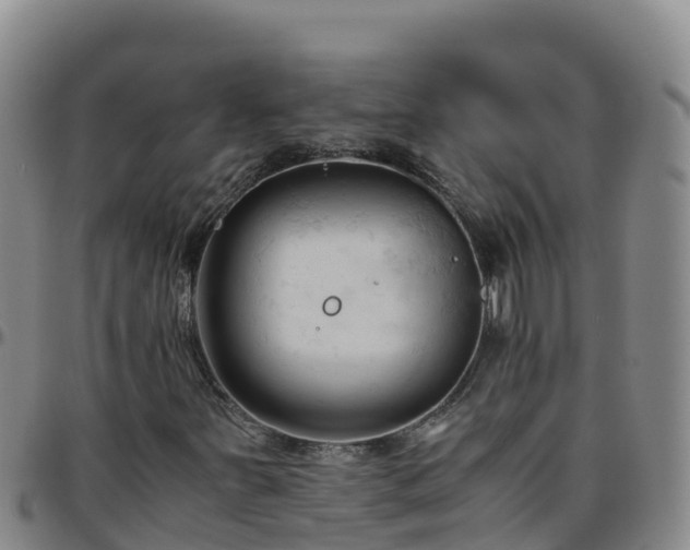 X0000096461251200801311504