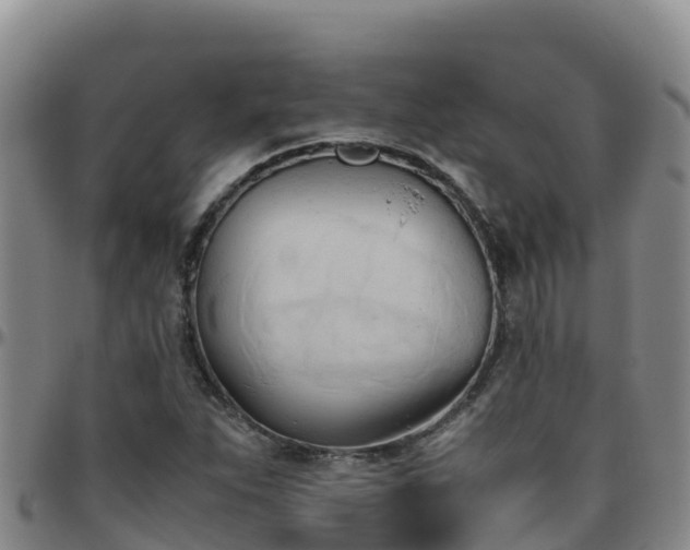 X0000096461263200801311504