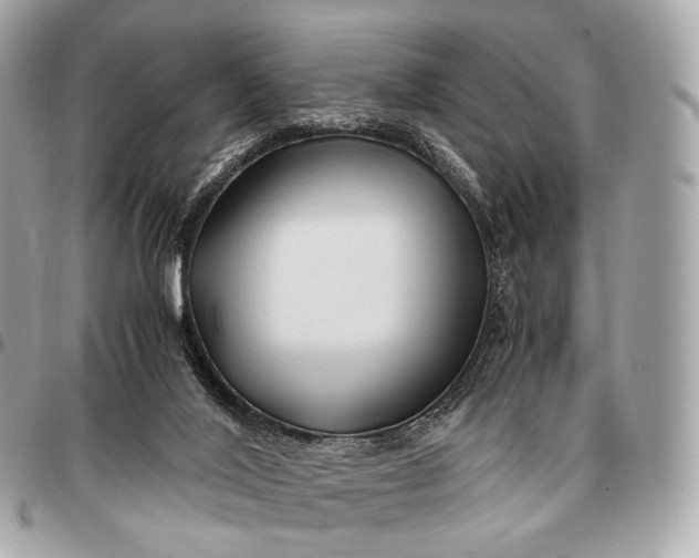 X0000096460020200802071844