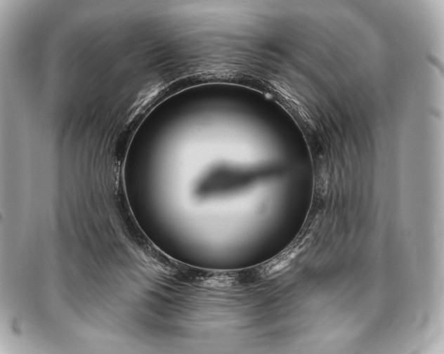 X0000096460168200802071842