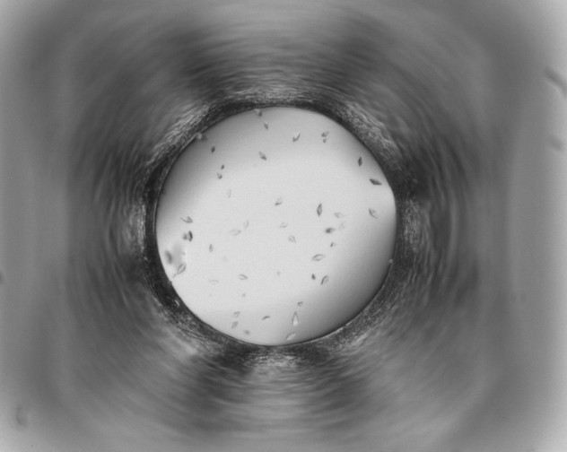 X0000096460206200802071841