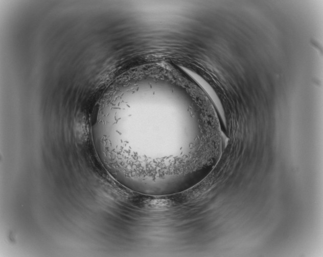 X0000096460324200802071839