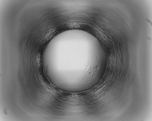X0000096460600200802071835