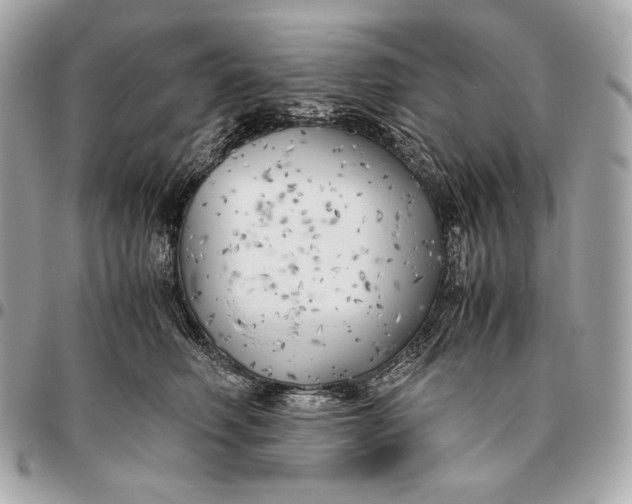 X0000096460614200802071835