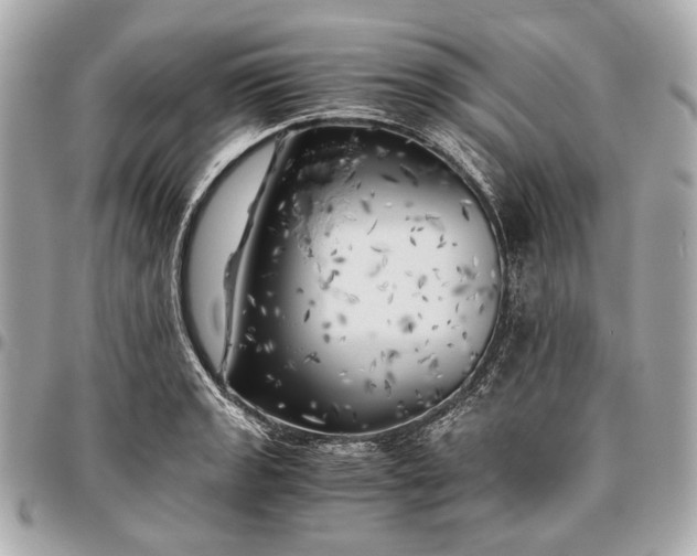 X0000096461133200802071828