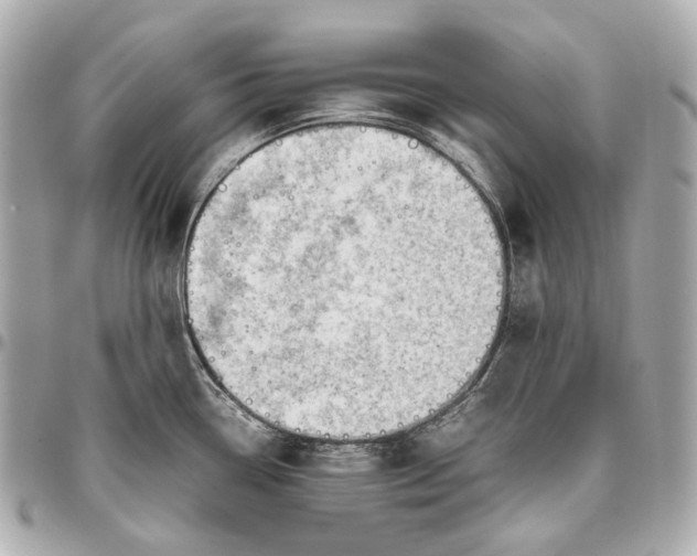 X0000096461338200802071825
