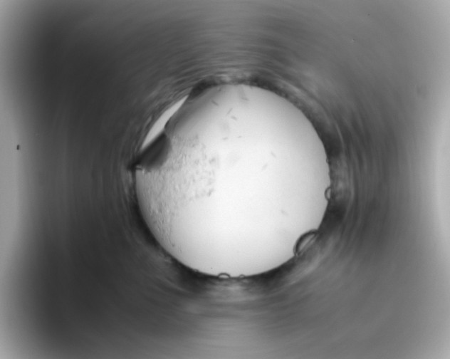 X0000096460523200802141535