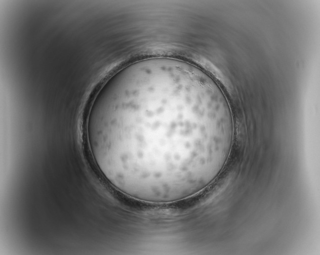 X0000096460581200802141534