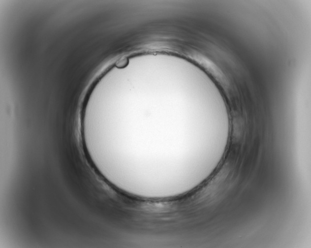 X0000096461286200802141525