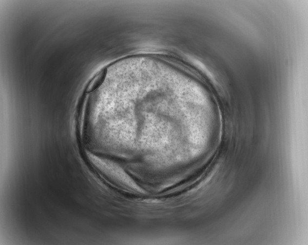 X0000096461463200802141522