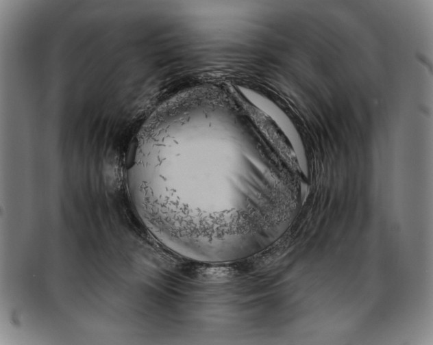 X0000096460324200802211132