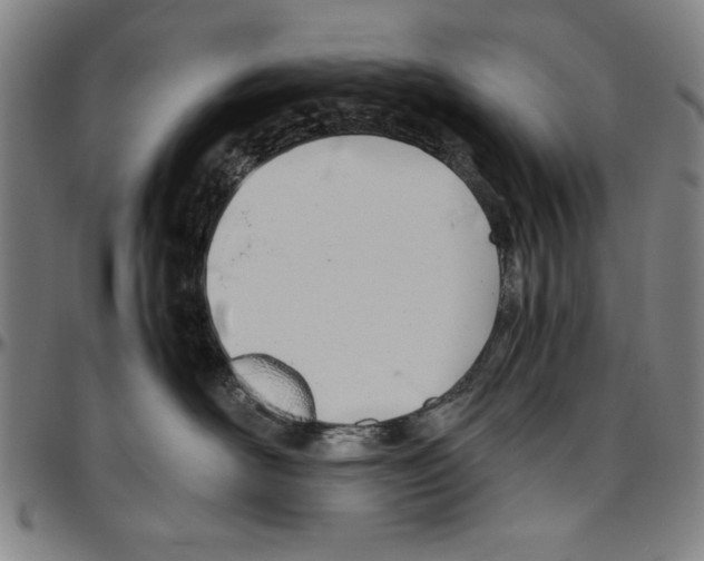 X0000096460526200802211129
