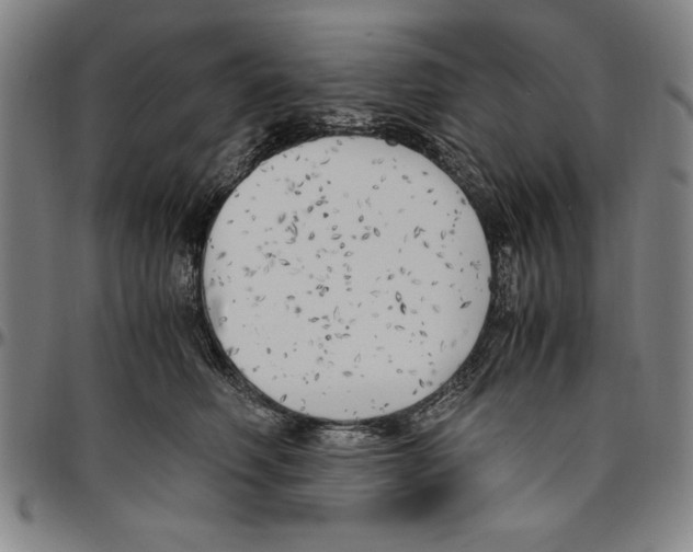 X0000096460614200802211127