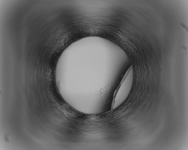 X0000096460750200802211126