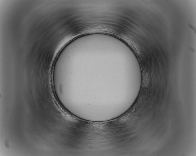 X0000096461086200802211120