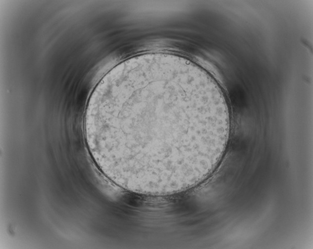 X0000096461338200802211116