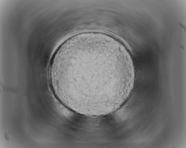 X0000096461514200802211113