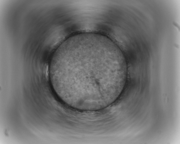 X0000096470024200801241439