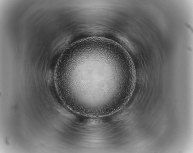 X0000096470077200801241438