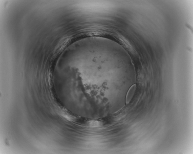 X0000096470169200801241436