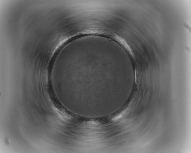 X0000096470204200801241436