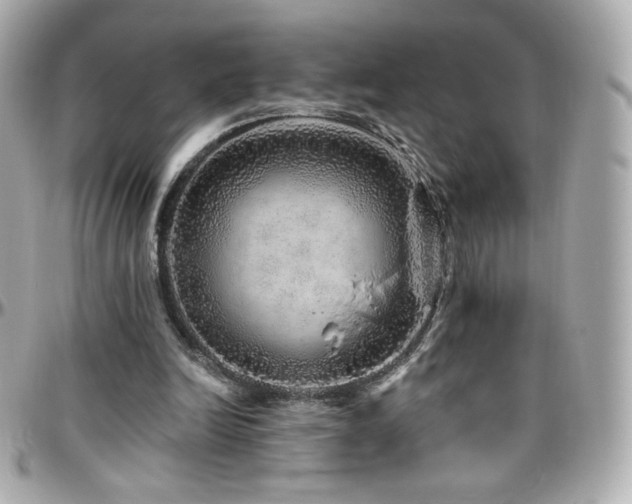 X0000096470246200801241435