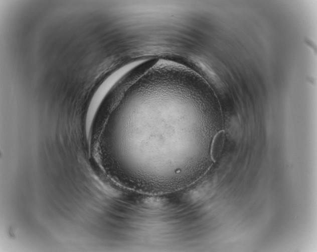 X0000096470261200801241435