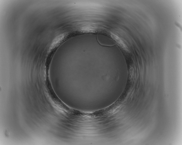 X0000096470494200801241432