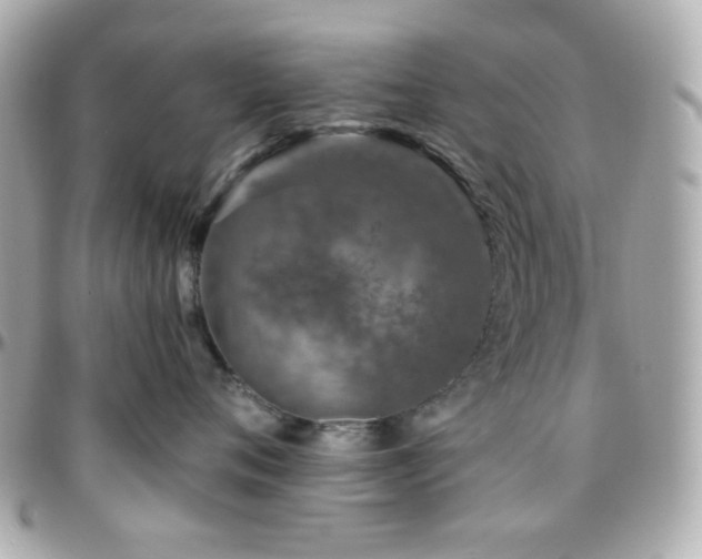 X0000096470720200801241429