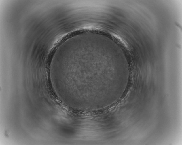 X0000096470776200801241428