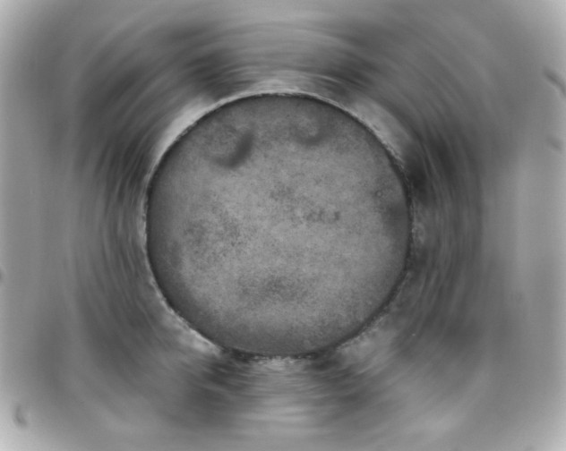 X0000096470950200801241426